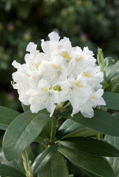 Rhododendron 'Cunninghams White', weiß, 40–50 cm