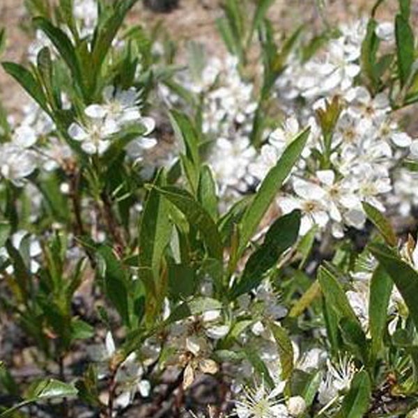 Blühender Felsenbirnenstrauch mit weißen Blüten und grünen Blättern