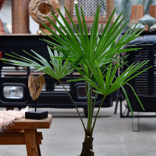 Große winterharte Hanfpalme