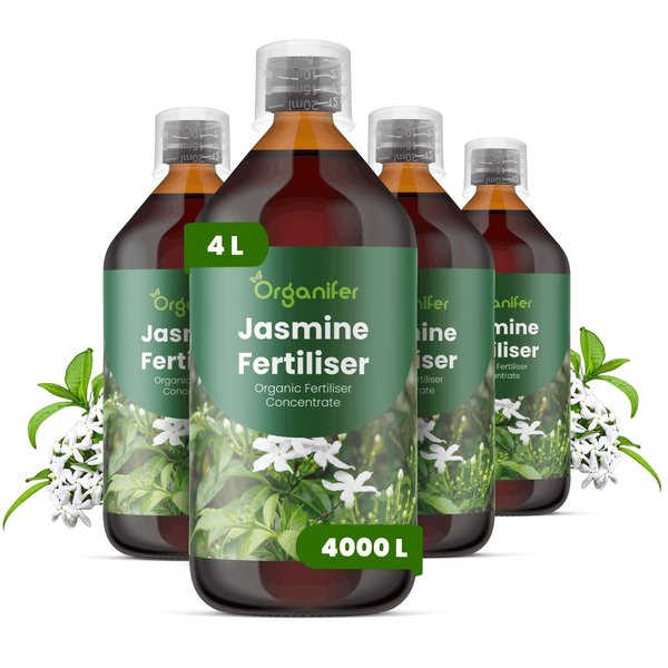 Set aus vier Flaschen Organifer Jasmin Dünger Konzentrat, organischer Flüssigdünger für Jasminpflanzen, Ergiebigkeit für 4000 Liter.