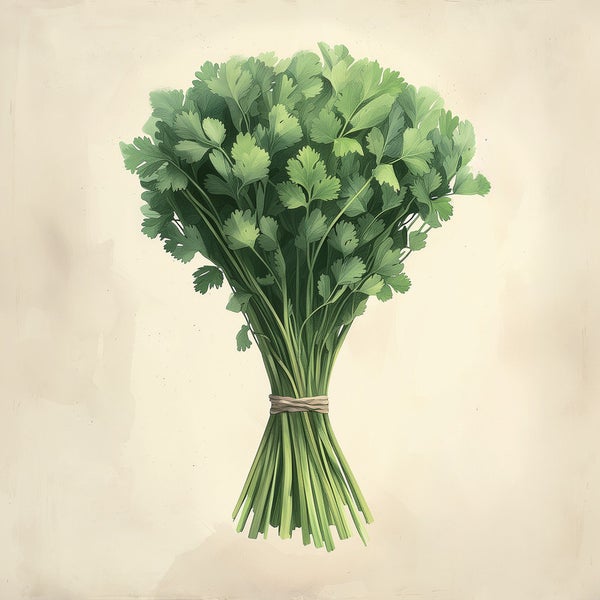 Bund frische Petersilie