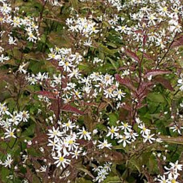 Blühende Raublatt-Aster im Garten