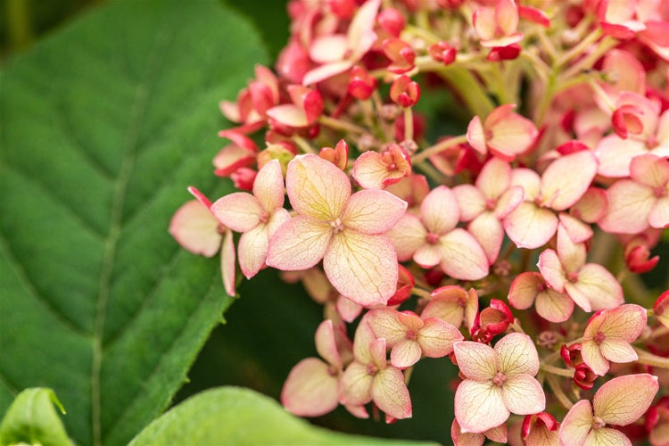 Hydrangea arborescens 'Ruby Annabelle', Hortensie, rubinrot, 40–60 cm