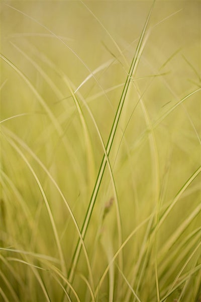 Carex brunnea 'Camara', Japan-Segge, grün, 2 Liter Container