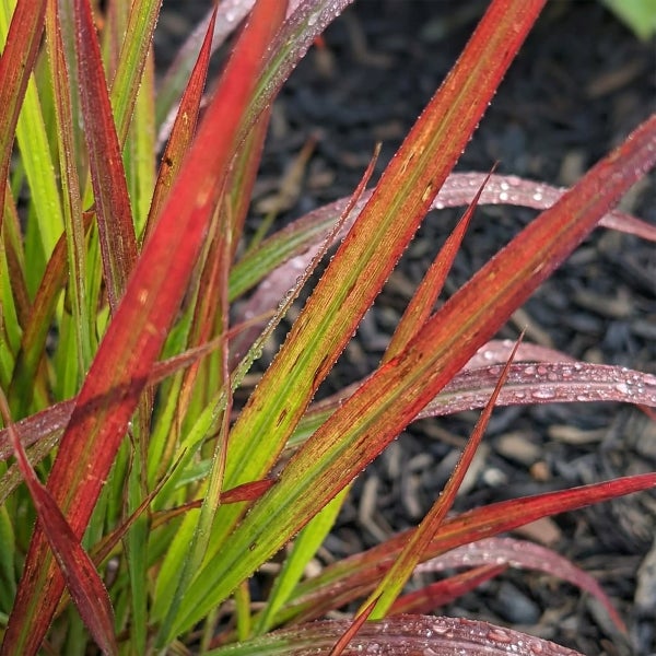 Japanisches Blutgras Imperata cylindrica Red Baron mit grün-roten Halmen und Wassertropfen.