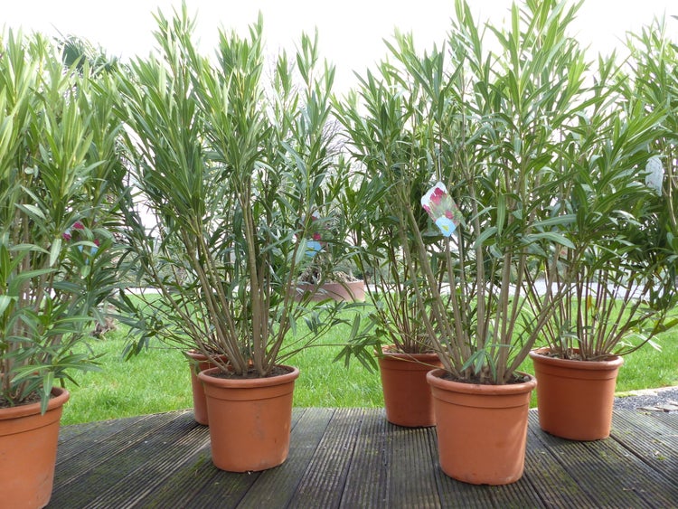 XXL Oleander 130-150 cm Busch Nerium Rosenlorbeer, Ø 100 cm, rot, rosa oder weiß