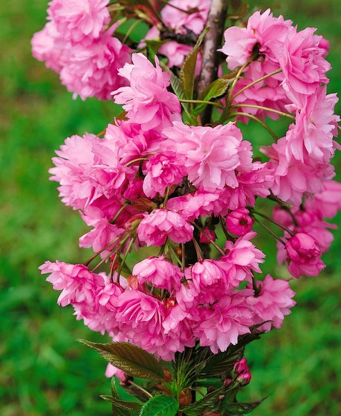 Nahaufnahme eines Zierkirschbaums mit üppigen Blüten