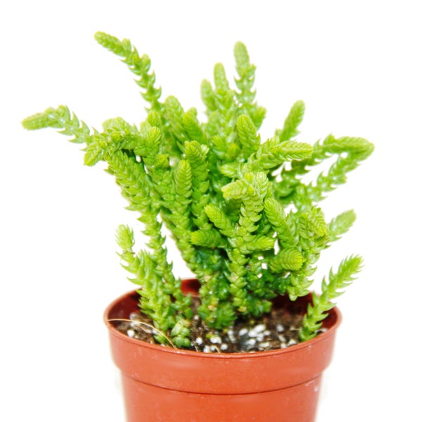 Sukkulente - Crassula lycopodioides - Mäuseschwanz - im 5,5cm Topf