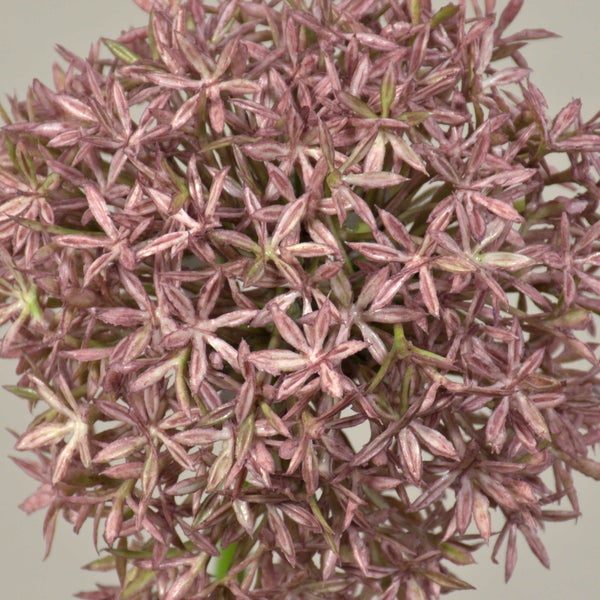 Künstliche Allium-Blume mit grünem Stiel und runder rosafarbener Blüte