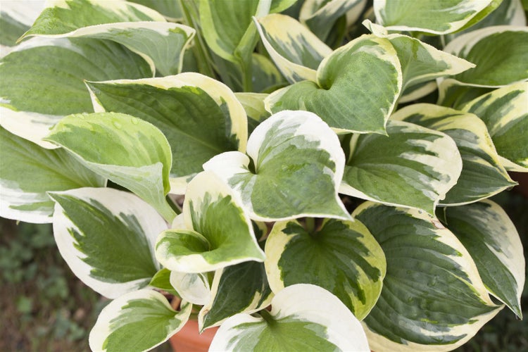 Hosta x fortunei 'Whirlwind', Funkie, grün-weiß, ca. 11x11 cm Topf