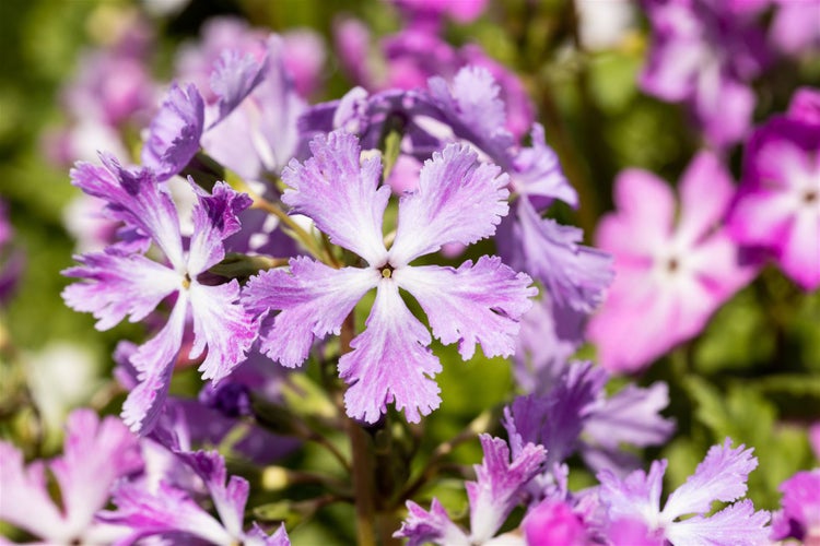 Primula sieboldii, Japanische Primel, rosa Blüten, ca. 9x9 cm Topf