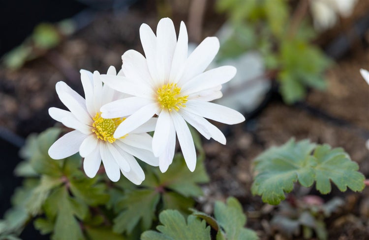 Anemone blanda 'White Splendour', Balkan-Windröschen, weiß, ca. 9x9 cm Topf
