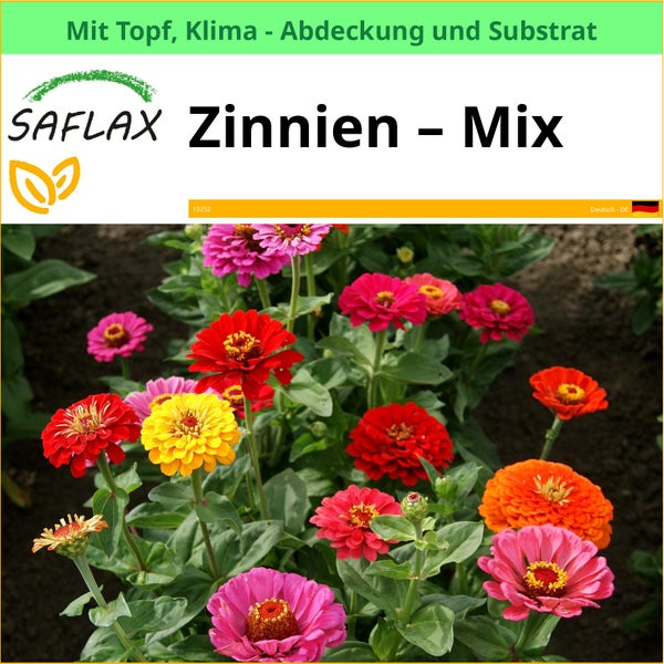 SAFLAX Zinnien Mischung im Topf mit Klima Abdeckung und Substrat.