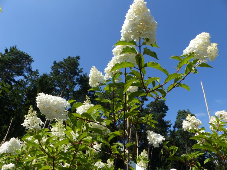 Weiße Rispenhortensie mit großen, kegelförmigen Blütenrispen und grünen Blättern vor blauem Himmel.