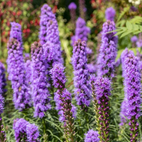 Bloomique - Mischung aus 40 - Liatris - Lampoon Cleaner - Lila, Weiß - Blumenzwiebeln - Mehrjährig - Sommerblüher - Winterhart - Wird 60-75 cm groß