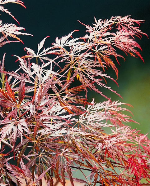 Acer palmatum 'Garnet', Japanischer Ahorn, tiefrot, 30–40 cm