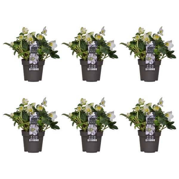 6x Helleborus 'Christmas Carol' - Winterblüher - Pflegeleicht - ⌀12 cm - ↕20 cm