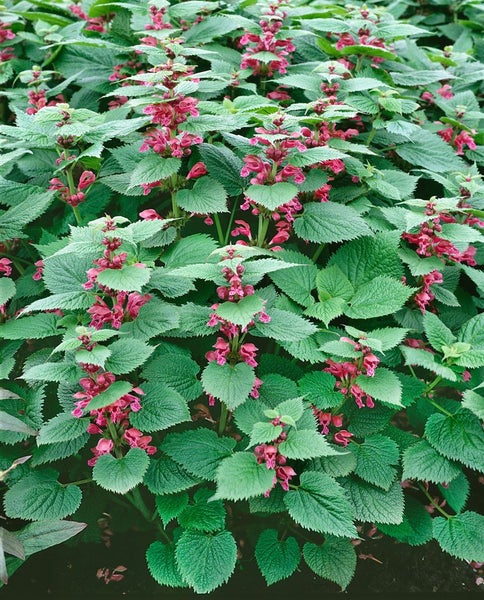 Lamium orvala, Taubnessel, rosa Blüten, ca. 11x11 cm Topf