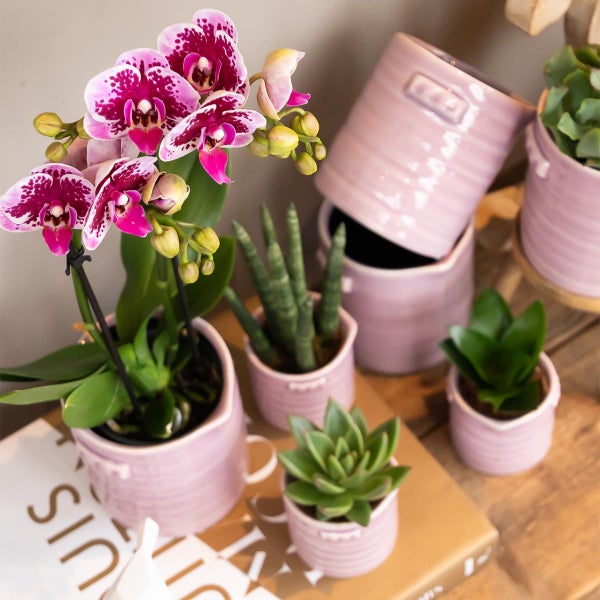 Kolibri Orchids Rosa lila Phalaenopsis Orchidee El Salvador Topfgröße 9cm blühende Zimmerpflanze frisch vom Züchter