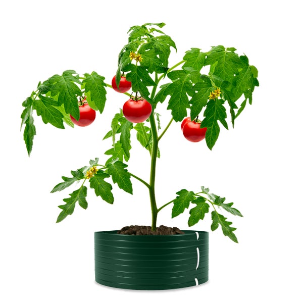 Eine Tomatenpflanze mit reifen Früchten und Blüten in einem runden Hochbeet aus Kunststoff.