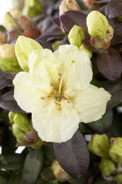 Rhododendron ludlowii 'Wren', gelb, 20–25 cm