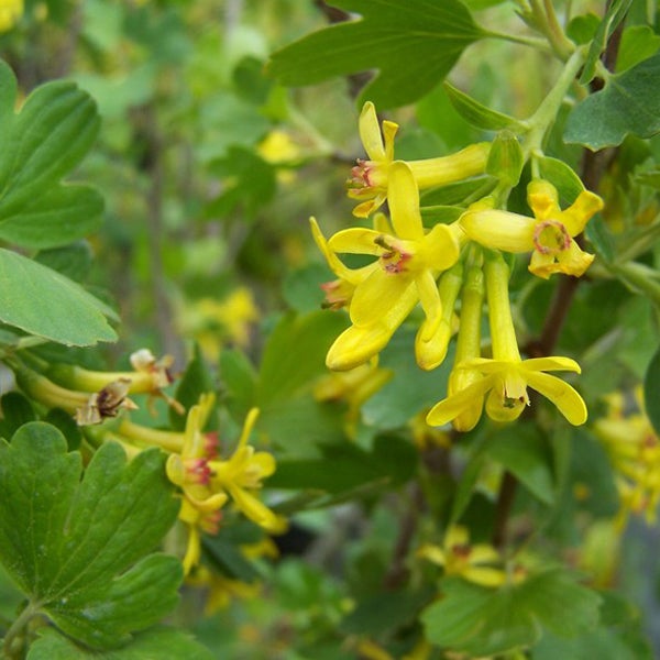 Blühende Goldjohannisbeere im Detail