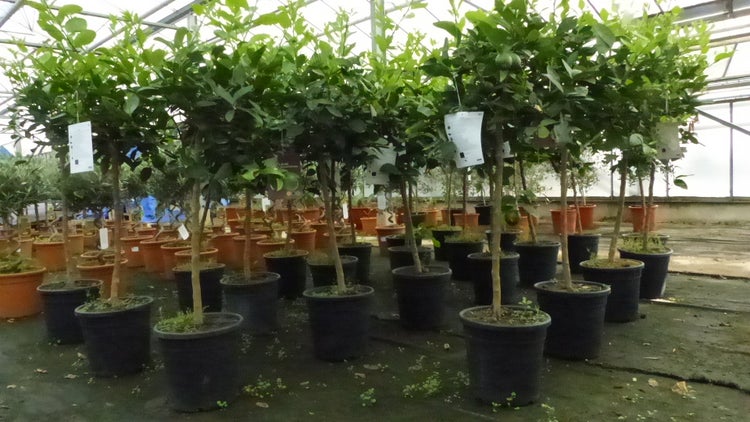 Grünwaren: Limette Limettenbaum Aurantifolia Citrus Lime 120 - 150 cm Zitruspflanze