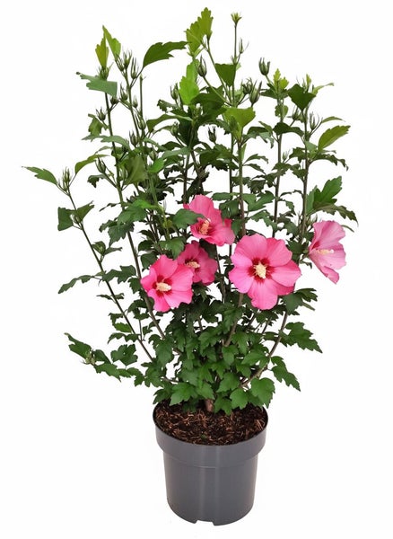 Ein blühender Hibiskus Straucheibisch in einem Kunststofftopf mit rosa Blüten und grünen Blättern.