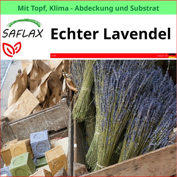 SAFLAX Garden to go - Echter Lavendel - Lavandula angustifolia - 150 Samen - Mit Topf, Klima - Deckel und Anzuchtsubstrat