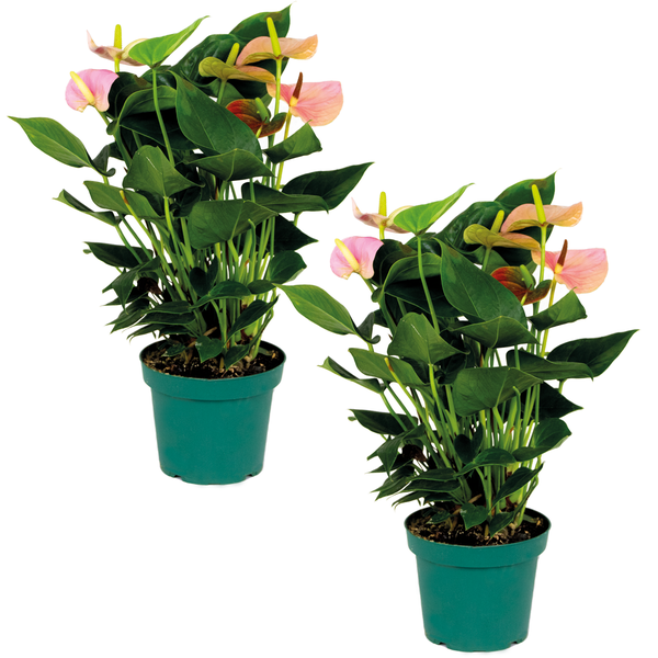 2x Anthurium 'Aristo' Pink - Flamingopflanze - Zimmerpflanze - Pflegefreundlich - ⌀14 cm - ↕40-50 cm