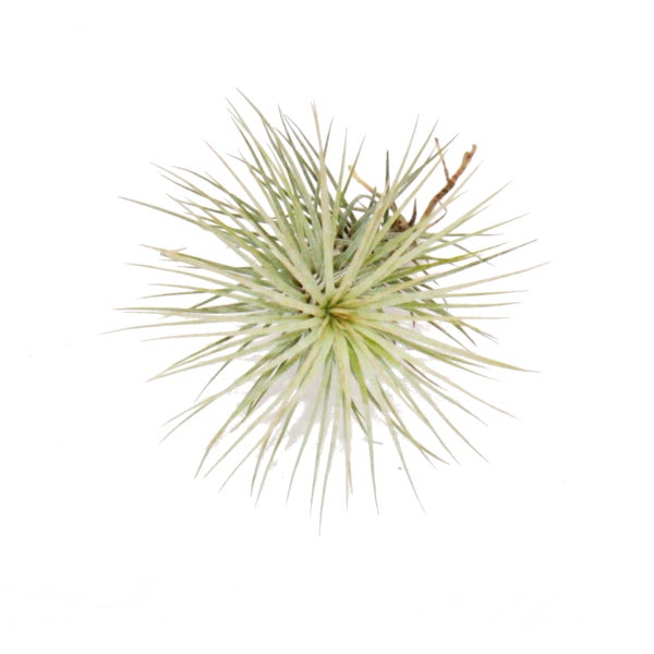 Wandleuchte im floralen Design mit einer dekorativen Glühbirne