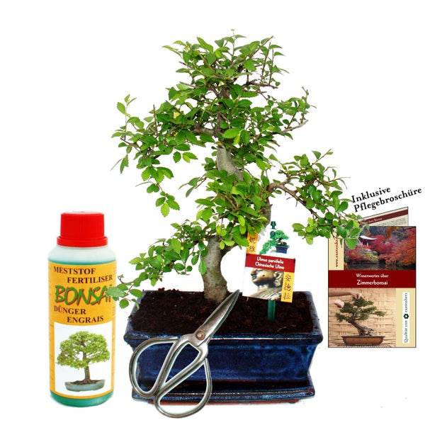 Geschenkset Bonsai Ulmus - Chinesische Ulme - ca. 8 Jahre alt - Anfänger-Set