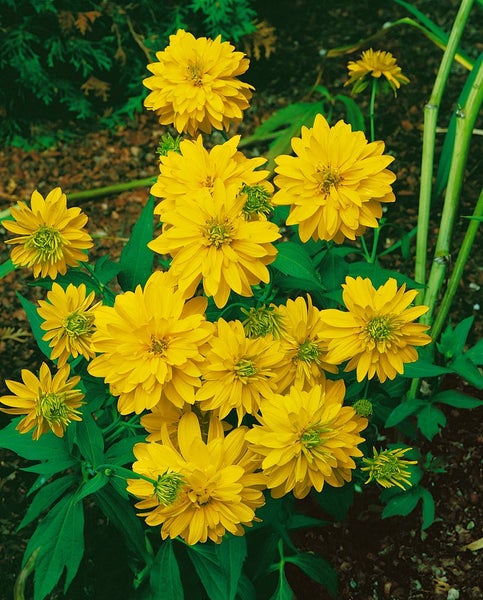 Rudbeckia laciniata 'Goldquelle', Sonnenhut, gelb, ca. 9x9 cm Topf
