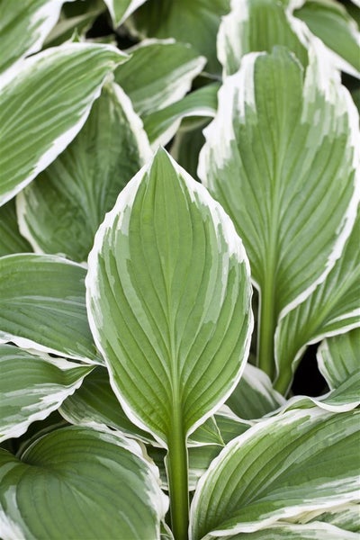 Hosta sieboldii, Funkie, grün-weiß, ca. 9x9 cm Topf
