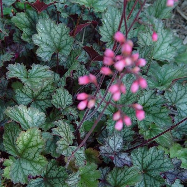 Nahaufnahme von Heuchera-Pflanzen mit rosa Blüten