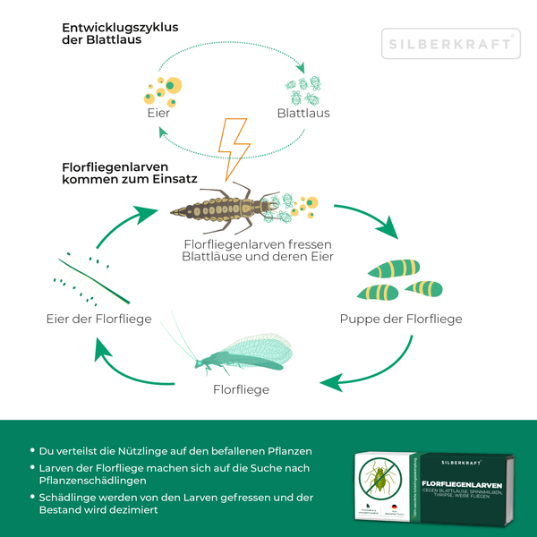 Florfliegenlarven gegen Blattläuse, Spinnmilben, Thripse, weiße Fliegen 1 Packung