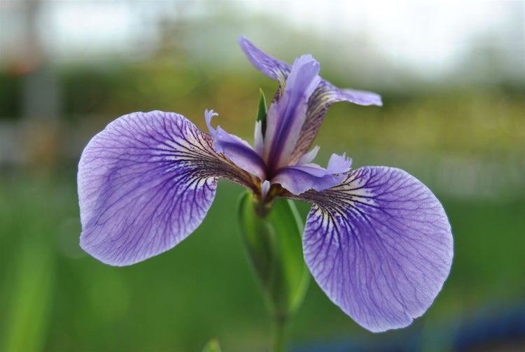 Iris sibirica 'Perry's Blue', Sibirische Schwertlilie, blau, ca. 9x9 cm Topf