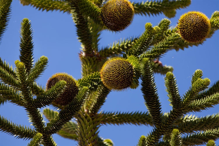 Araucaria araucana, Andentanne, 20–30 cm
