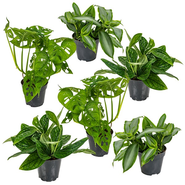 6x Botanischer Zimmerpflanzen-Mix – Epipremnum – Monstera-Affe – Murdannia – ⌀12 cm – ↕20-25 cm