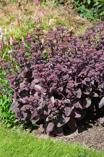 Sedum telephium 'Xenox', Fetthenne, dunkelrot, 2 Liter Container