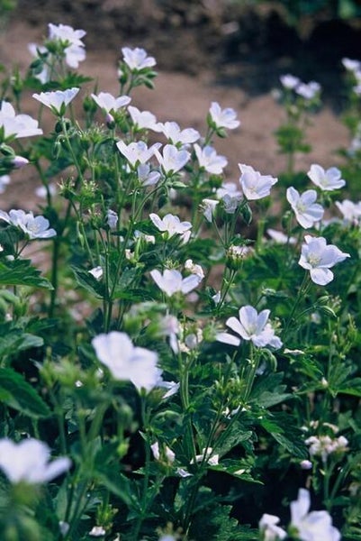 Freiarm-Sonnenschirm mit Kurbel und Fußkreuz für den Garten