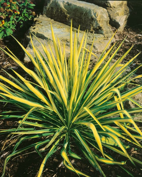 Yucca filamentosa 'Color Guard', Palmlilie, gelb-grün, 30–40 cm