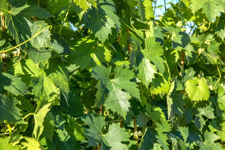 Vitis vinifera 'Phönix', Weinrebe, 80–100 cm