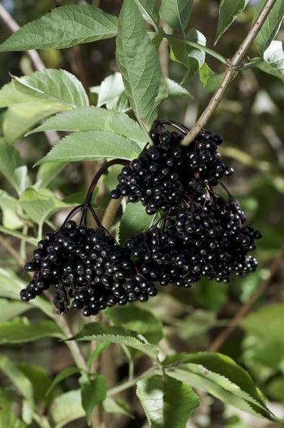 Sambucus nigra 'Haschberg', Schwarzer Holunder, 60–100 cm, ertragreich