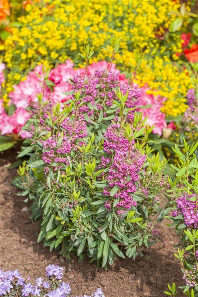 Kalmia angustifolia 'Rubra', Lorbeerrose, rosa Blüten, 30–40 cm