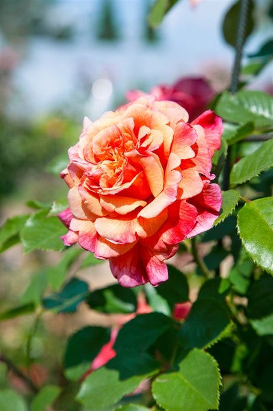 Nahaufnahme einer einzelnen Rose mit Blättern