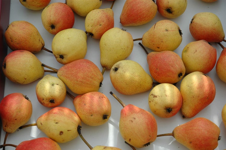 Pyrus communis 'Clapps Liebling', Birne, 150–200 cm, saftig-süß