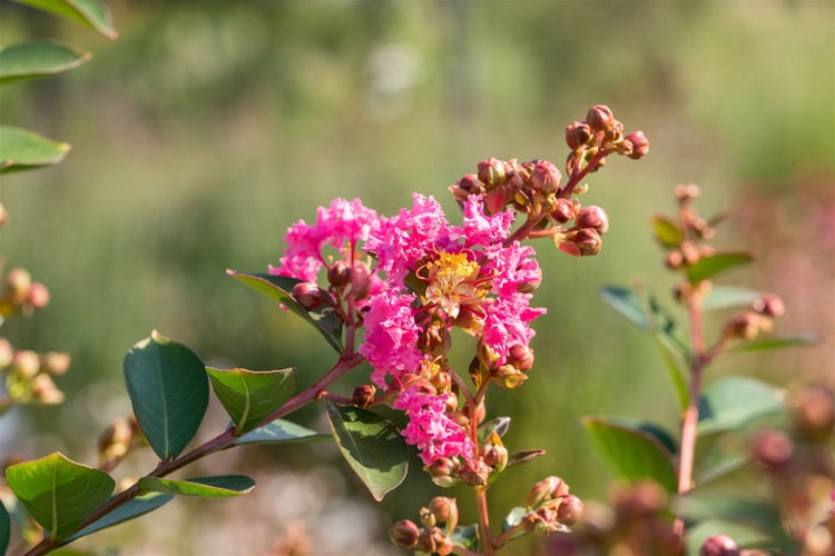 Lagerstroemia indica 'Petite Pink', Indischer Flieder, rosa, 40–60 cm