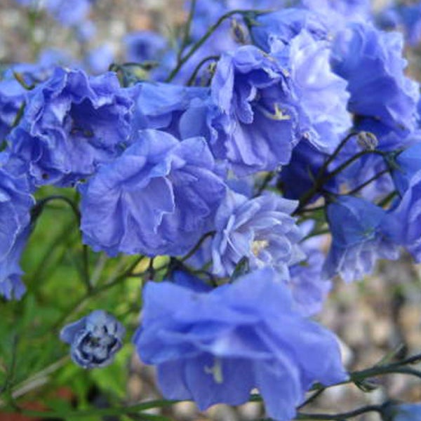 Blauer Rittersporn in Nahaufnahme