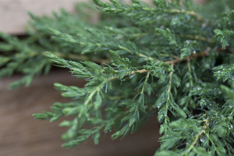 Juniperus communis 'Repanda', Kriech-Wacholder, 20–30 cm